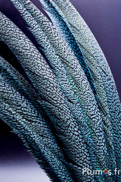 Goldfasan - 60-70 cm - himmelblau